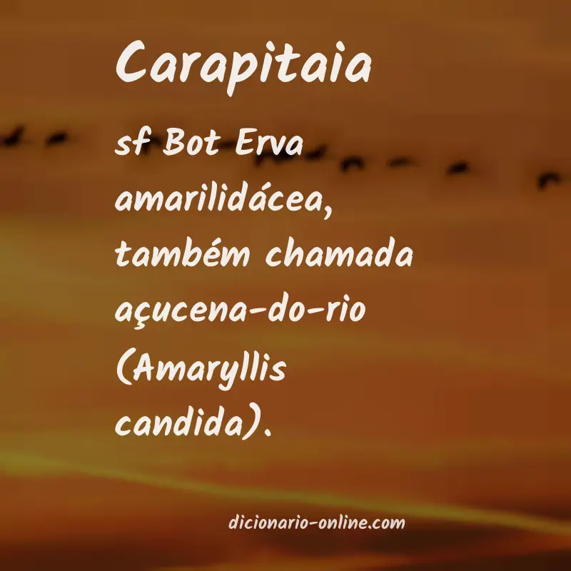 Significado de carapitaia