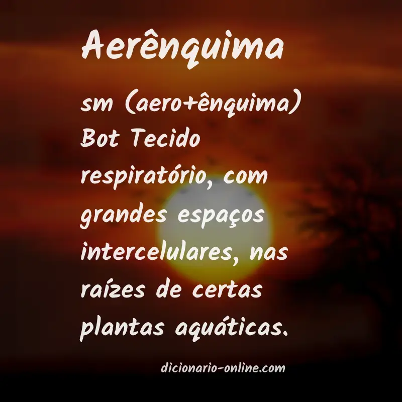Significado de aerênquima