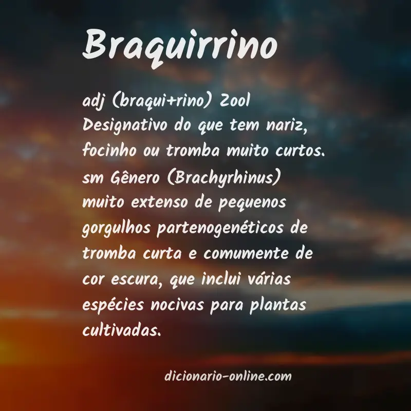 Significado de braquirrino