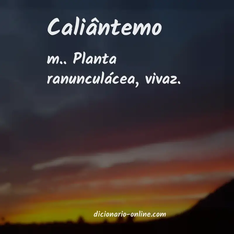 Significado de caliântemo