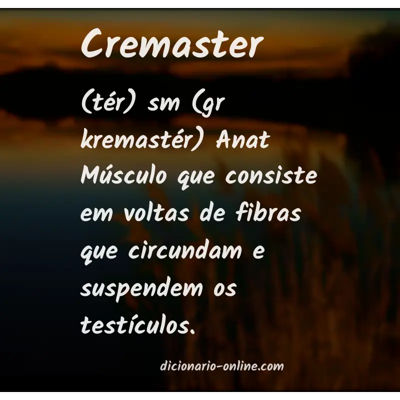 Significado de cremaster