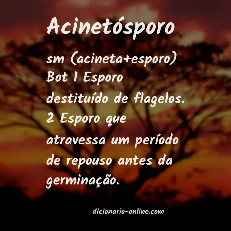 Significado de acinetósporo