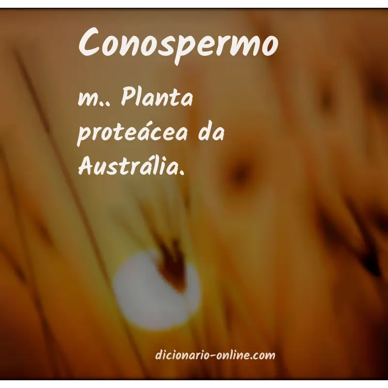 Significado de conospermo