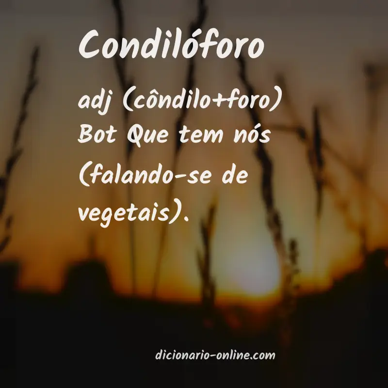 Significado de condilóforo