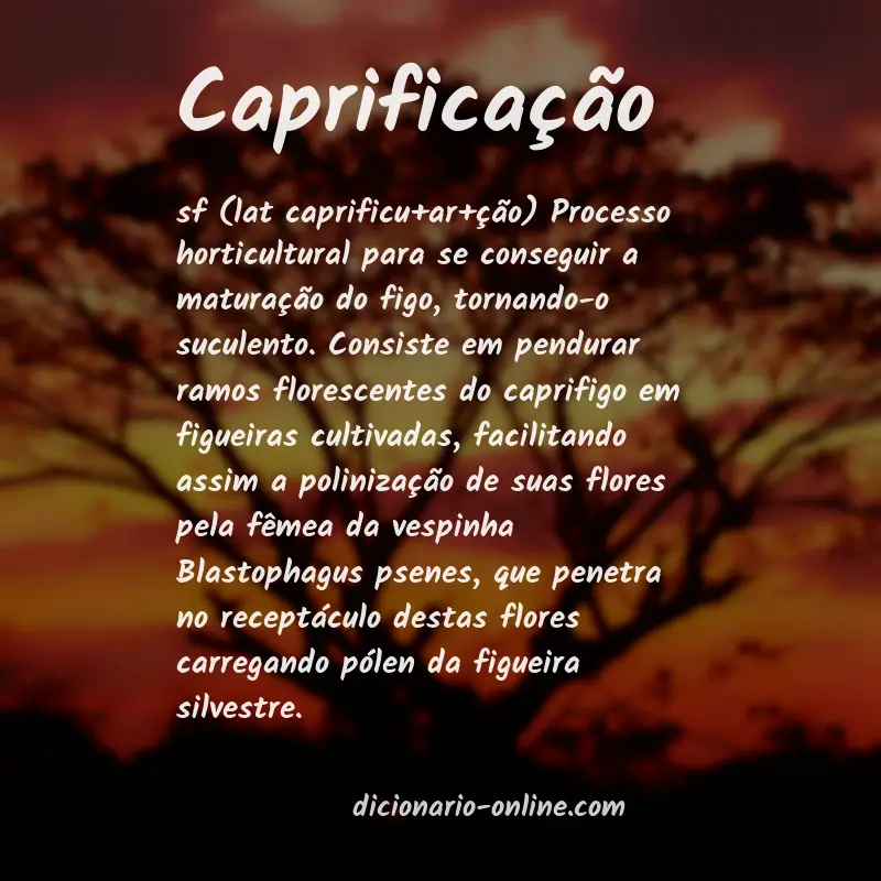Significado de caprificação